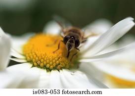 abelha, ligado, margarida