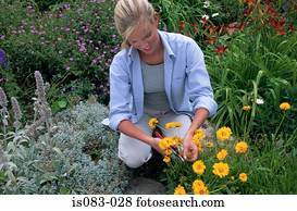 mulher, corte, flores