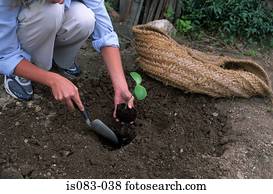 plantar, um, seedling