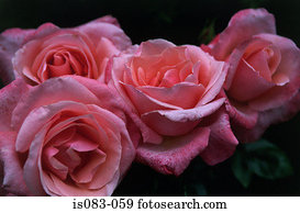 rosas