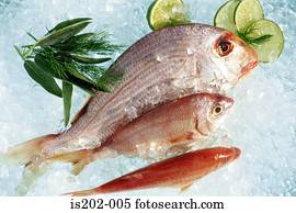 peixe fresco