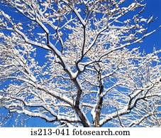 árvore, em, inverno