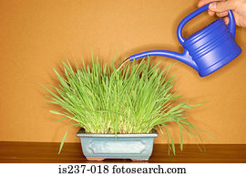 Watering can and plant