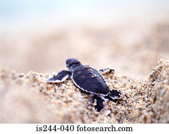 costas, de, um, pequeno, tartaruga, ligado, areia