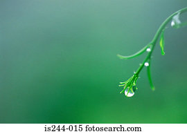 Droplet on a plant