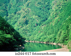 floresta, por, um, rio