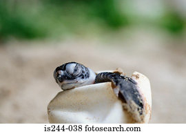 tartaruga verde, hatchling