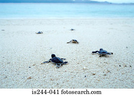 Young turtles heading to the sea
