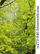 floresta, em, primavera