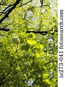 floresta, em, primavera