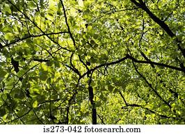 floresta, em, primavera