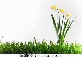 narcisos silvestres, em, capim