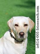 retrato, de, um, labrador, dog.