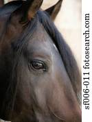 Close-up of horse's head