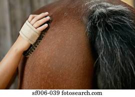 pessoa, aparência, cavalo