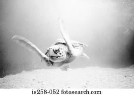 tartaruga mar, natação