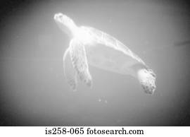 tartaruga mar, natação