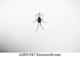 aranha, ligado, teia