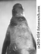 vista traseira, de, pingüim