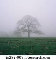 Tree in the mist