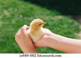 criança, segurando, um, pintinho