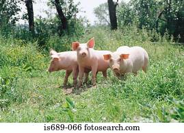 três, porcos, em, um, prado