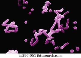 Beta haemolytic streptococci bacteria Beta haemolytic streptococci bacteria