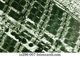 esquelético, músculo