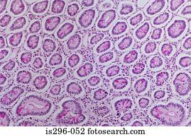 Goblet cells