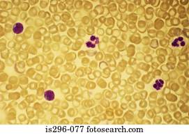 Red and white blood cells