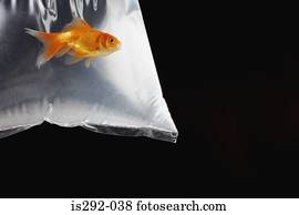 Girl Holding Goldfish in Plastic Bag Stock Photo | x15875297 | Fotosearch