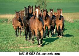 cavalos, executando, em, campo