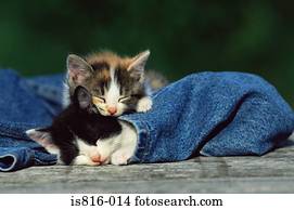 dois, dormir, gatinhos