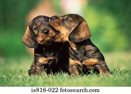 dois, filhotes cachorro, em, um, campo