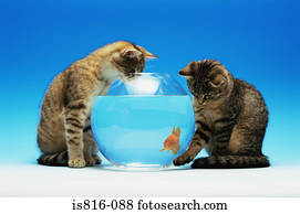 dois, gatinhos, observar, um, goldfish