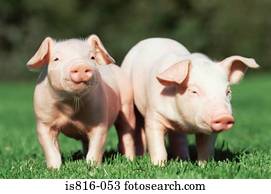 dois, piglets, em, um, campo