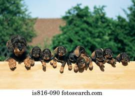 fila, de, filhotes cachorro, ligado, um, cerca