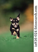 filhote cachorro, executando, ligado, gramado