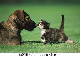 gatinho, e, filhote cachorro, ligado, gramado