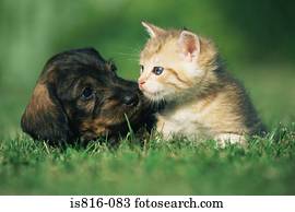 gatinho, e, filhote cachorro, ligado, gramado