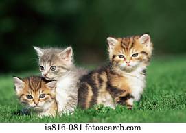 gatinhos, em, um, campo