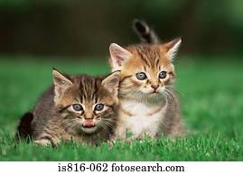 gatinhos, em, um, campo