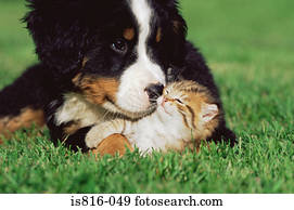 Kitten and puppy on lawn