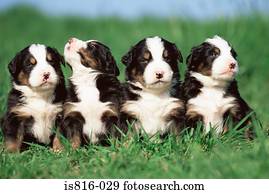 quatro, filhotes cachorro, em, um, fila