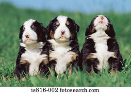 três, filhotes cachorro, uma fileira