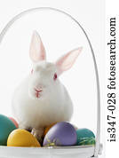 Rabbit on top of a basket of eggs