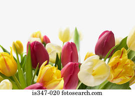 Tulips Tulips