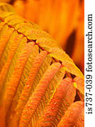 Autumn leaves on a plant