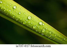 chuva, ligado, um, yucca, folha