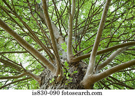 ramos, de, um, árvore